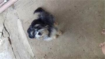 VENTA DE CACHORROS RECIEN NACIDOS SHITZU