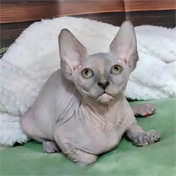 Adorable Sphynx Kittens available now 