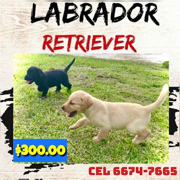 Cachorros LABRADOR RETRIEVER 3 MESES MACHOS