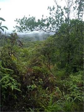 1 hectárea de terreno titulado en Cerro Azul