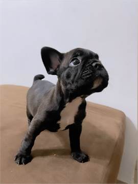 Bulldog francés 