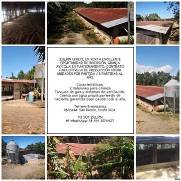 EN VENTA GRANJA AVÍCOLA PARA CRIANZA & DESARROLLO